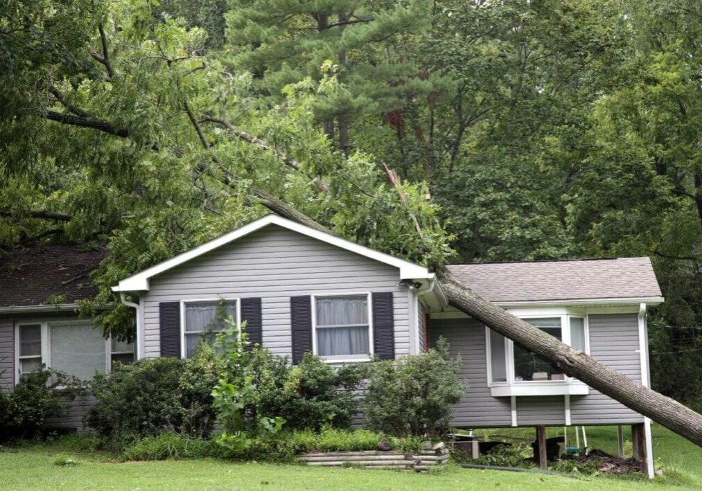 fallen trees