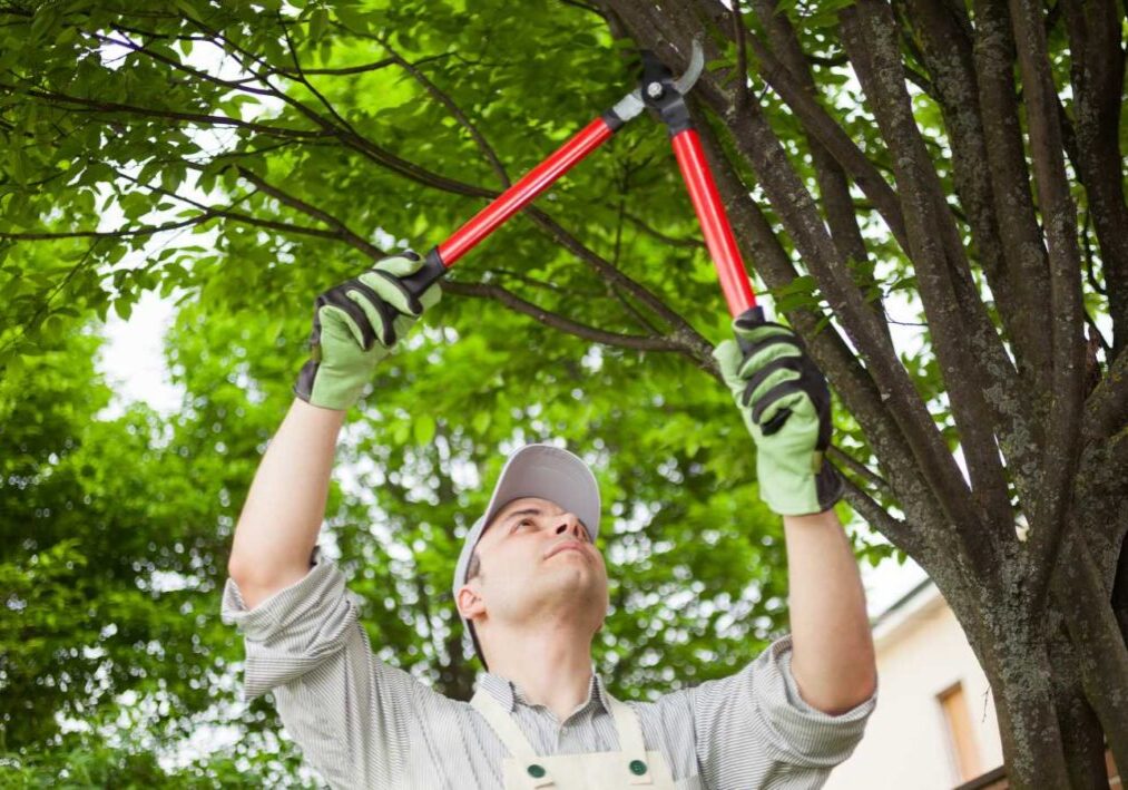 Importance of Tree Trimming for Roofing Maintenance Stockton