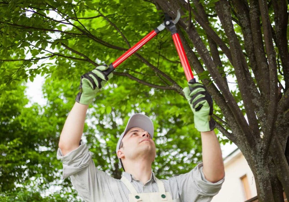 tree trimming